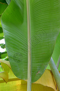 香蕉树上的香蕉叶花园树叶环境叶子静脉森林墙纸宏观棕榈背光图片