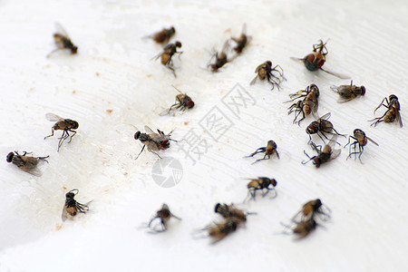 苍蝇 苍蝇 特写 许多苍蝇死在白地上 苍蝇是伤寒结核病的携带者 选择性聚焦图片