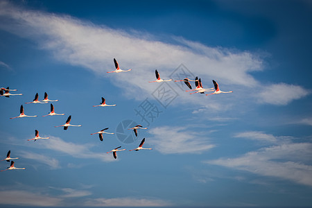 火烈鸟背景埃布罗河三角洲自然公园 蓝色的蓝天飞翔着大火烈鸟生物羽毛团体领导者友谊荒野航班团队家庭动物群背景