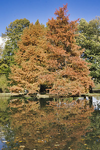 秋树在池塘中闪耀叶子公园黄色树叶植物群橙子红色棕色森林绿色图片