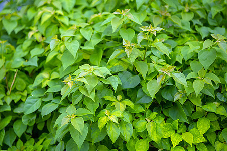 绿色绿叶在模糊绿绿背景上的封闭性近视草本植物花园婚礼森林叶子环境植物季节植物群艺术图片