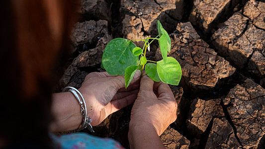 环境概念 手握一棵树 种植在破碎的农庄上地面生态生长地球灾难沙漠天气土地植物叶子图片