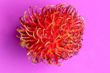 特写在紫色背景的唯一红毛丹果子 单一健康水果的顶视图 即食巴厘岛甜水果 果实是圆形椭圆形的单种子浆果 上面覆盖着肉质柔韧的花序情图片