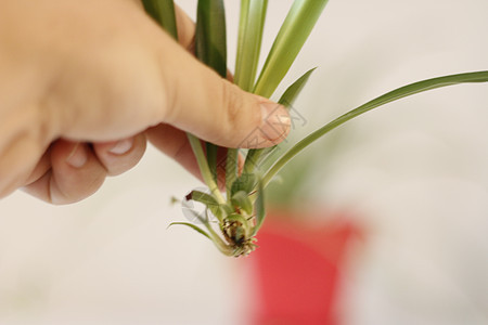 培育婴儿蜘蛛植物 最近被切断并准备栽种植物学蓝色园艺小鸡生长生活母鸡树叶杯子叶子图片