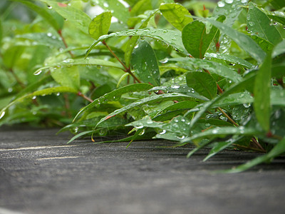 绿叶和混凝土墙上的雨滴水植物肤色反射季节液体花园艺术收集气质收获图片