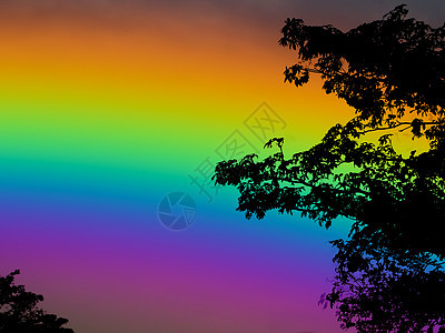 彩虹背上圆月光 干棕榈树图片