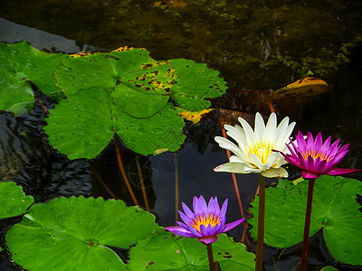 粉红色紫色白莲花在雨落下后开花肤色气质卫生池塘反射场景植物学植物群保健花瓣图片