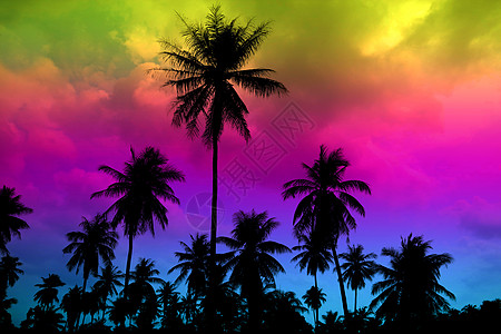 花园农场的休光椰子花朵 高亮色彩多彩的天空图片