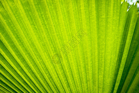 靠近绿色棕榈叶纹理树叶植物学植物群静脉线条生活棕榈雨林墙纸荒野图片