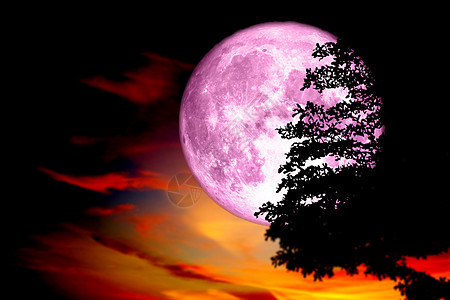 超级粉红满月 背影树 深红色彩色S背景图片