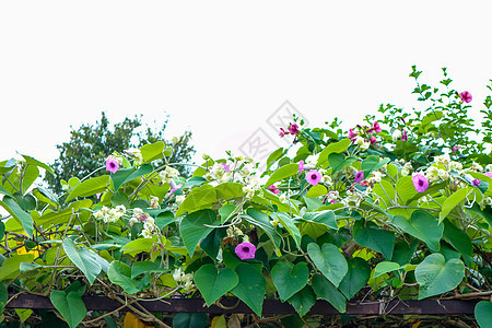 大象克里佩尔 银晨光闪耀植物紫花草本植物神经质番薯登山者缠绕叶子雨滴爬行者花科紫色图片