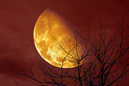 双月半血月背影树和夜空卫星月球云景月亮天空月光宇宙松树地球时间图片