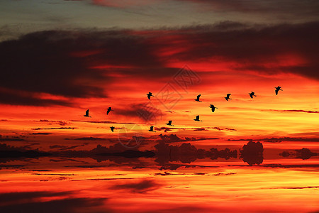 在海中飞翔的太阳光反射在双周鸟上鸟类日落白鹭热带阴影火焰海岸海洋太阳辉光图片