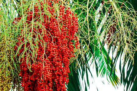 在农场里生出新鲜的椰枣籽 种子有丰富多彩的椰枣果食物植物学叶子植物橙子棕榈季节热带公园水果图片