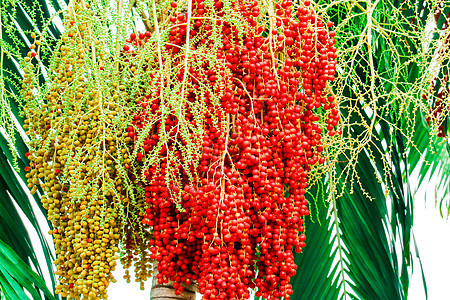 在农场里生出新鲜的椰枣籽 种子有丰富多彩的椰枣果叶子植物学植物水果季节食物花园热带坚果棕榈图片