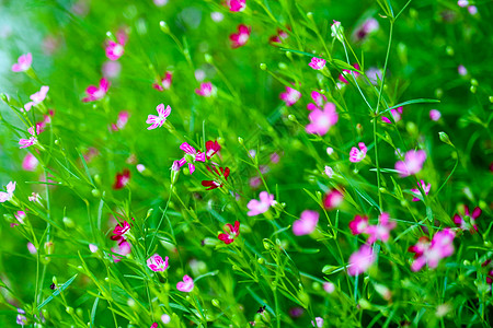 花园中鲜艳多彩的粉红色吉卜赛人花种子场地植物群蔷薇死亡圆锥花序苗圃星星高山植物图片