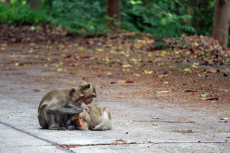 猴子在寻找跳蚤 咬它的雄猴子乐趣水果鼻肌男性街道女性食物荒野微笑野生动物图片