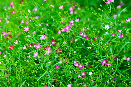 花园中鲜艳多彩的粉红色吉卜赛人花种子植物季节植物群苗圃火烈鸟星星死亡蔷薇呼吸图片