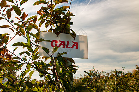 苹果园 生长在果园中的 Gala 苹果图片