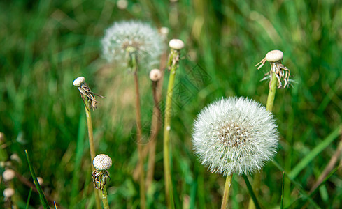 草地上绿草原上的花朵图片