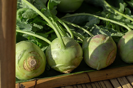 种植在花园的Kohlrabi卷心菜或萝卜植物收成地面生长园艺农场土壤沙拉栽培蔬菜营养图片