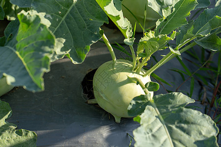 种植在花园的Kohlrabi卷心菜或萝卜植物蔬菜收成栽培叶子生长土壤食物营养园艺农场图片