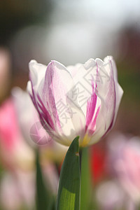 紫色郁金香美丽花园花束蓝色花瓣草地季节公园天空叶子图片