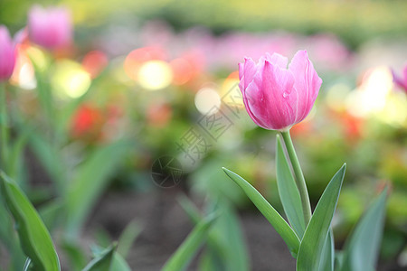 粉色郁金花公园花店花园紫色郁金香植物植物群叶子美丽庆典图片