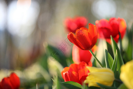 红橙郁金香花束花园花店公园叶子庆典美丽生长蓝色季节图片