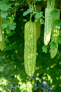 或Bitter 壁炉吊挂植物营养叶子草本植物水果热带食物花园苦瓜季节蔬菜图片