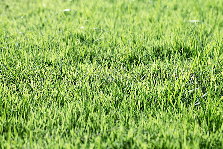 草地背景草原蓝色场地活力土地植物墙纸足球高尔夫球院子图片