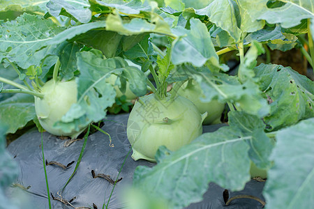 种植在花园的Kohlrabi卷心菜或萝卜植物叶子蔬菜食物土壤生长沙拉农场栽培营养收成图片