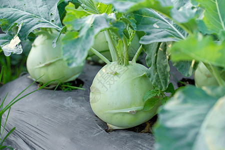 种植在花园的Kohlrabi卷心菜或萝卜植物农场园艺营养地面叶子沙拉生长土壤栽培食物图片