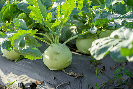 种植在花园的Kohlrabi卷心菜或萝卜植物收成营养叶子地面栽培生长农场食物园艺蔬菜图片