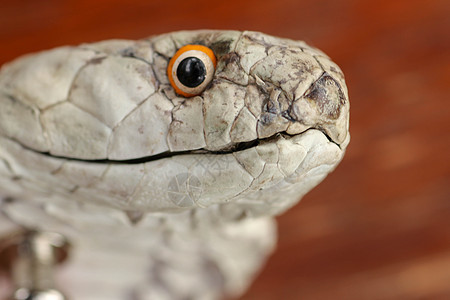科布拉国王的近身头目 奥菲福帕戈斯汉纳的棕色皮肤 印度尼西亚巴厘岛最毒蛇的腰带 皮革车间的产品眼睛毒液爬行动物姿势爬虫曲线生物蛇图片