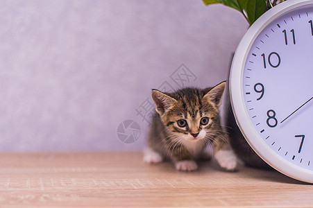 赤条小猫坐在木桌的时钟附近宠物毛皮猫咪哺乳动物爪子墙纸猫科磁盘玫瑰婴儿图片