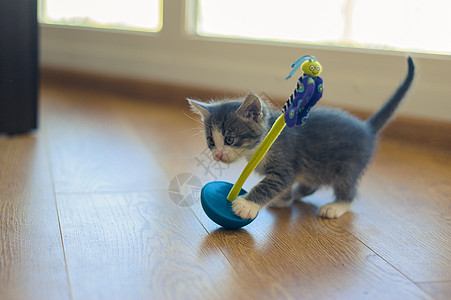 灰小猫在木地板上玩一个罗乐的玩具爪子宠物动物婴儿不倒翁小猫孩子毛皮锐化猫咪图片