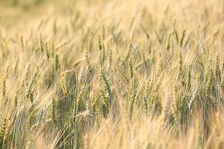 小麦田植物谷物晴天收成阳光农业农场种子粮食收获图片