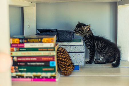白架上有书和圆锥的灰斑小猫猫咪宠物婴儿松果说谎哺乳动物教育眼睛书架动物图片