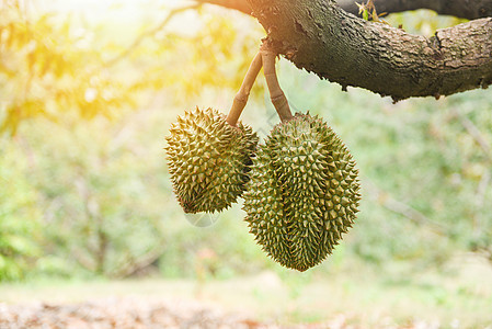 果实挂在花园果园的德良树上饮食农场花园热带甜点营养季节收成植物水果图片