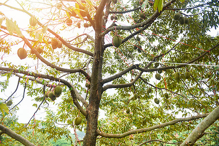 树枝上挂着果的Durian树农场异国国王水果榴莲热带花园收成饮食季节图片