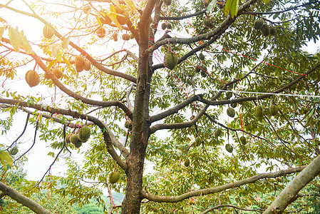 树枝上挂着果的Durian树农场异国国王水果榴莲热带花园收成饮食季节图片
