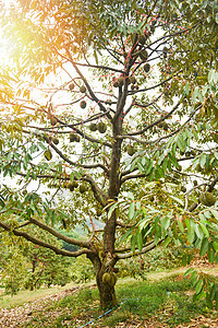 树枝上挂着果的Durian树榴莲食物农场花园营养国王橙子植物水果热带图片