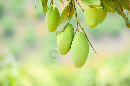 树上挂着生芒果 夏季水果有叶叶背景g团体橙子甜点情调异国叶子种植园农场食物收成图片