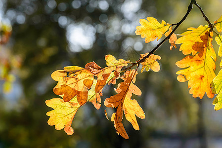 秋树叶逆光红色森林季节橙子透明度水坑背光棕色黄色背景图片