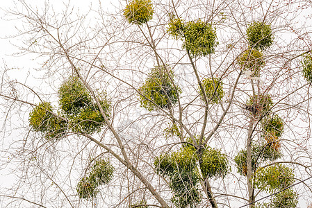 树上的 Viscum 相册植物季节性专辑庆典季节内脏枝条白色浆果假期图片