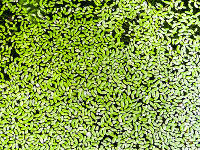 水上的绿色蚊子蕨环境生长花园农业叶子蕨类植物创造力树叶肤色图片