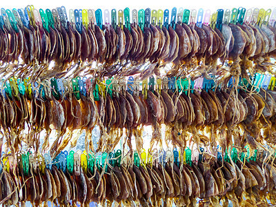 达一百只鱿鱼挂在吊索上餐厅热带市场饮食动物肤色食物海洋触手营养图片