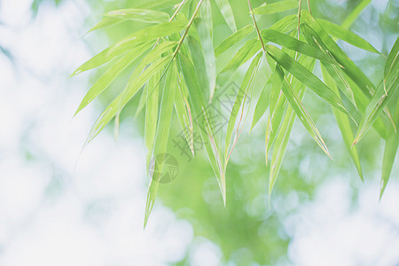 banboo 和散景背景叶子生长森林园艺植物竹子风格木头环境栅栏图片