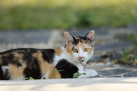 猫类爪子沙发婴儿白色绿色头发宠物动物说谎灰色图片